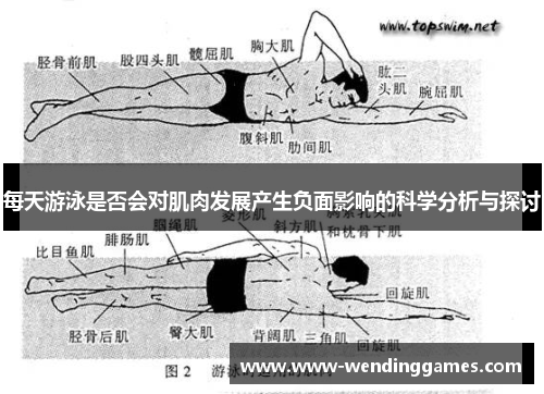 每天游泳是否会对肌肉发展产生负面影响的科学分析与探讨